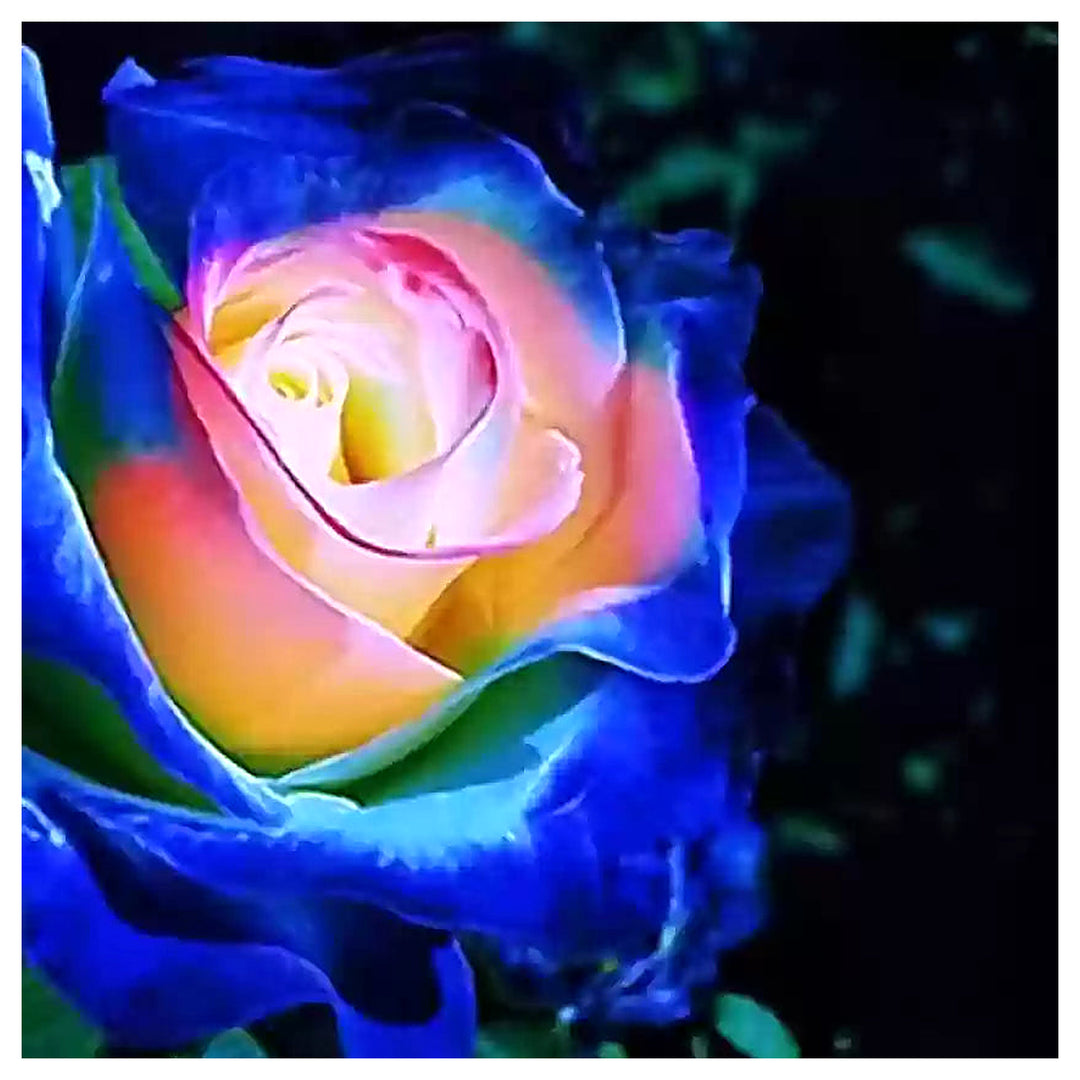 Blue Cream Rose Plant Seeds for Planting Non-GMO Heirloom Garden Seeds for Growing Beautiful Flowers | Neera Seeds product photo [neera-v4-87133e3d91a5d363753d]