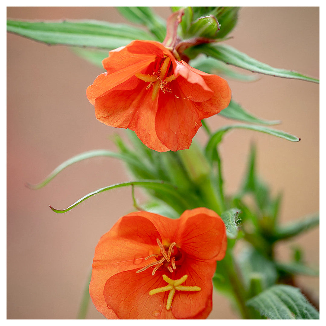Orange Evening Primrose Seeds for Planting – Organic Heirloom Non-GMO Flower Seeds, High Germination Fragrant Bloom | Neera Seeds product photo [neera-v4-8718cfcd4d7280f4f6bf]