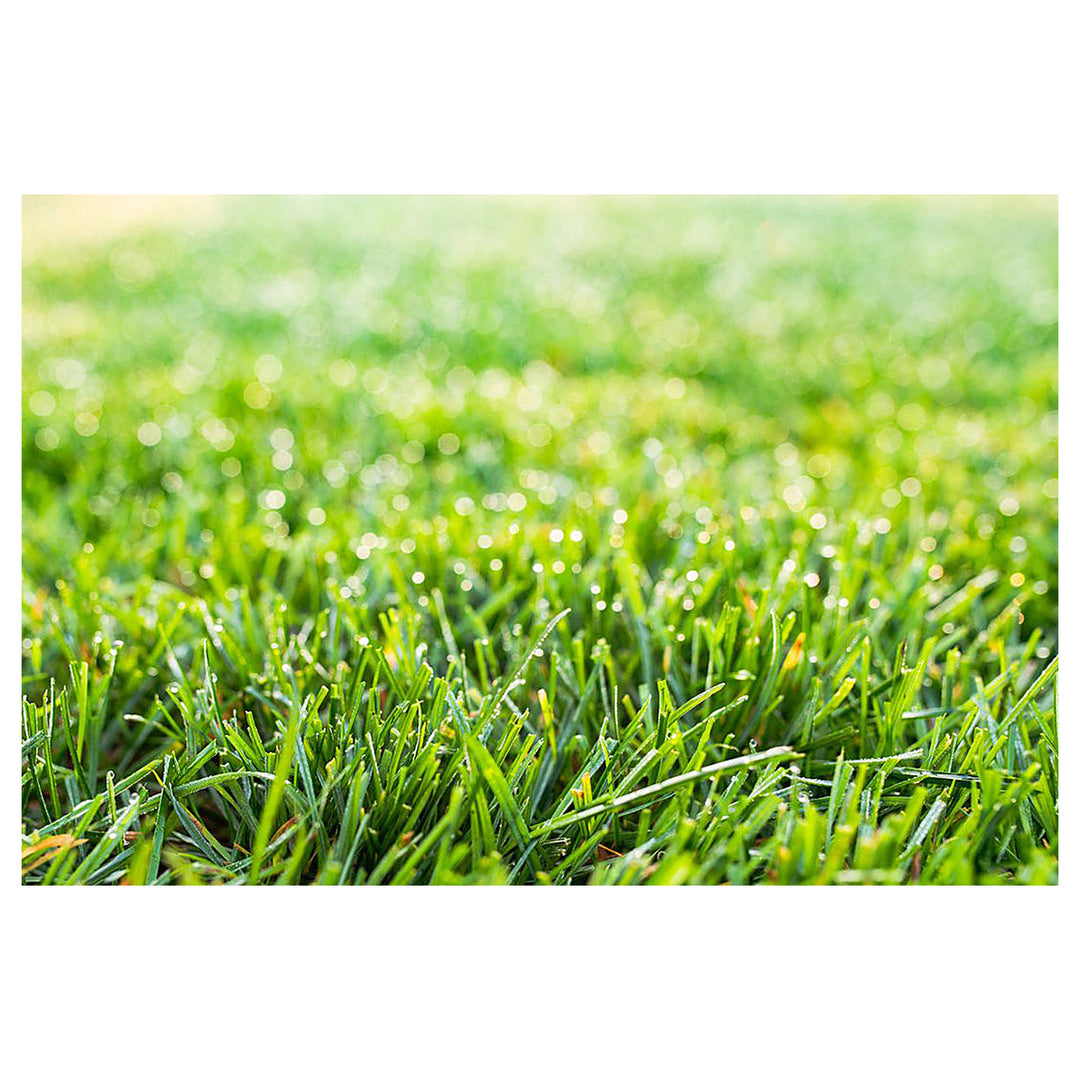 Heirloom Clumping Fescue Plant Seeds, Non-GMO Ornamental Grass for Low-Maintenance Garden Planting | Neera Seeds product photo [neera-v4-872b623f6ac6b965b6b9]