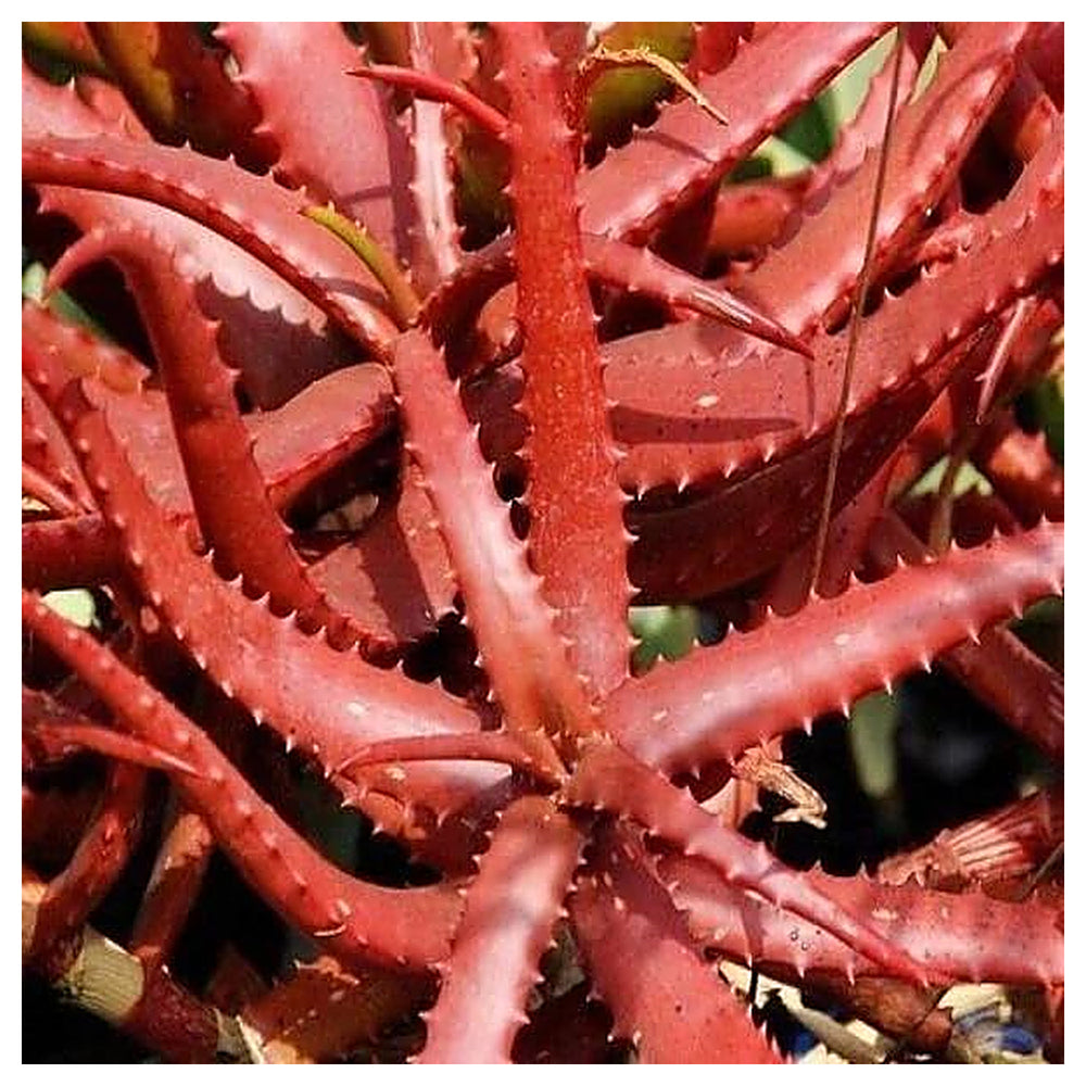 Rare Red Aloe Vera Plant Seeds for Planting – Heirloom, Non-GMO, High Germination Organic Garden Seeds | Neera Seeds product photo [neera-v4-873bab5538cee3719a0c]