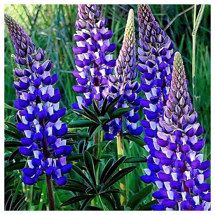 Thick Blue Lupine Flower Seeds for Planting – Heirloom, Non-GMO, High Germination Garden Seeds | Neera Seeds product photo [neera-v4-874806bf4bfa95398219]