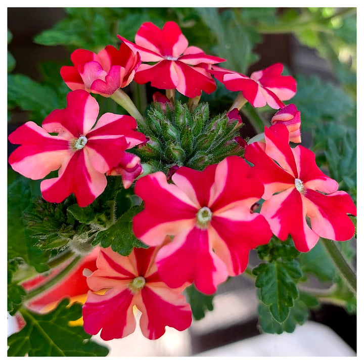 Stripe Verbena Flower Seeds for Planting - NON GMO Seeds | Neera Seeds product photo [neera-v4-875bc55a2c7a3ee16ba1]