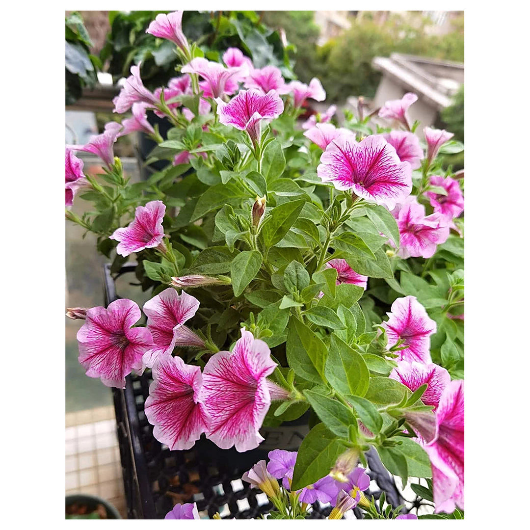 Pink &amp; White Petunia Flower Seeds for Planting - Heirloom, NON-GMO, High Germination Organic Garden Seeds | Neera Seeds product photo [neera-v4-875ef5c8115068eeb246]