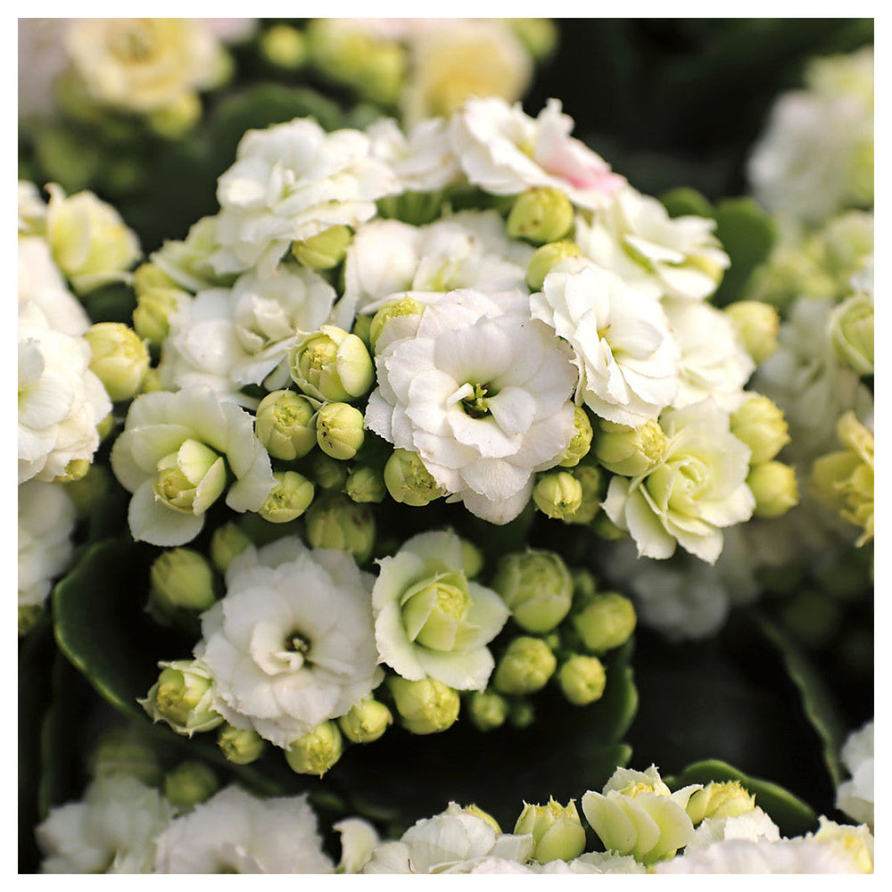 Organic White Kalanchoe Flower Seeds for Planting – Heirloom, Non-GMO, High Germination | Neera Seeds product photo [neera-v4-8770690027815ab048b8]