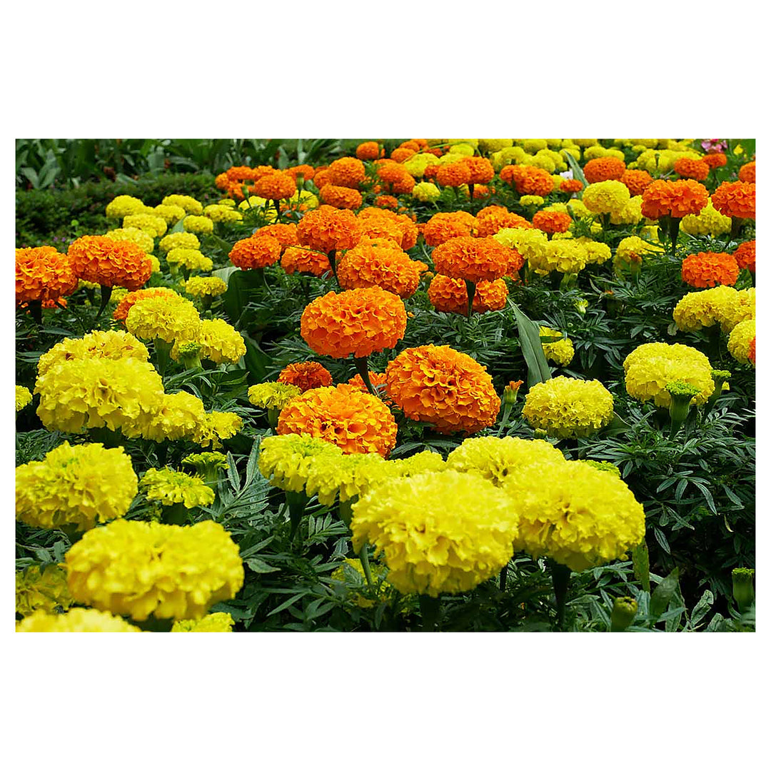Heirloom Non-GMO Marigold Flower Seeds for Garden Planting – Bright Colorful Blooms | Neera Seeds product photo [neera-v4-87762027632f6506839d]
