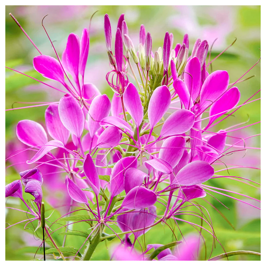 Sticky Spider Flower For Planting Cleome Viscosa For Wildflower Beds And Native Gardens Flower | Neera Seeds product photo [neera-v4-87787c7a800bfa3a0a35]
