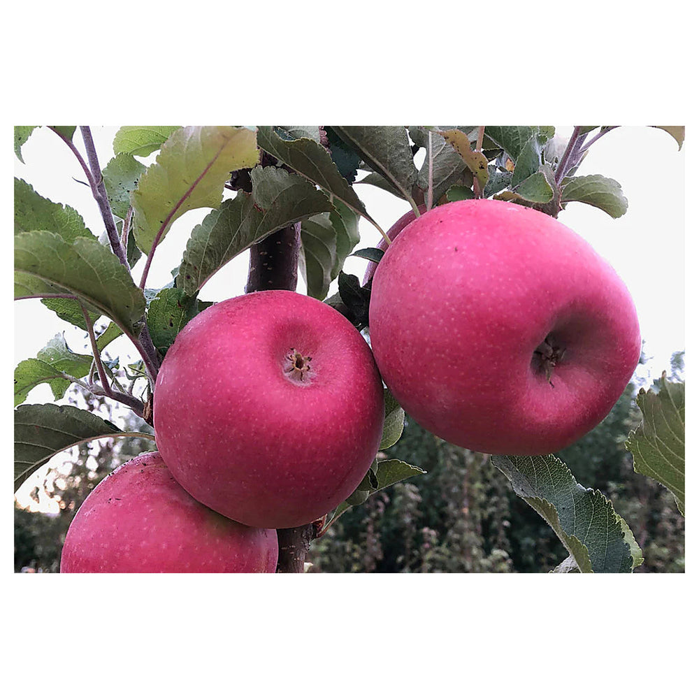 Apple "Pink Lady" Fruit Tree Seeds for Planting – Unique Harvests & Beautiful Trees, Heirloom & Non-GMO, High Germi | Neera Seeds product photo [neera-v4-8780558e560e6290f84b]