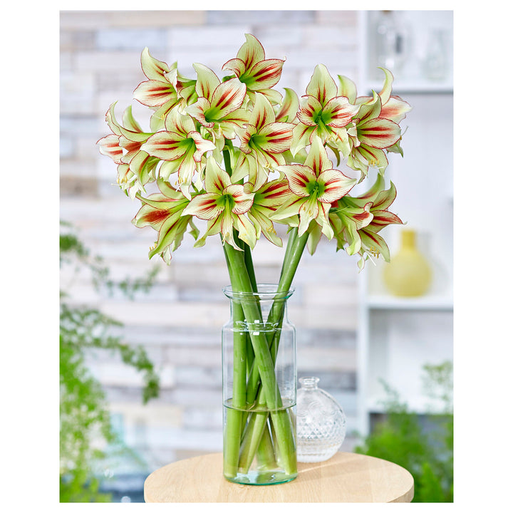 Heirloom Non-GMO Hippeastrum Rutilum Flower Seeds – High Germination Bulbs for Planting Organic GardenHeirloom Non- | Neera Seeds product photo [neera-v4-8780e35abdb5cf4743b4]
