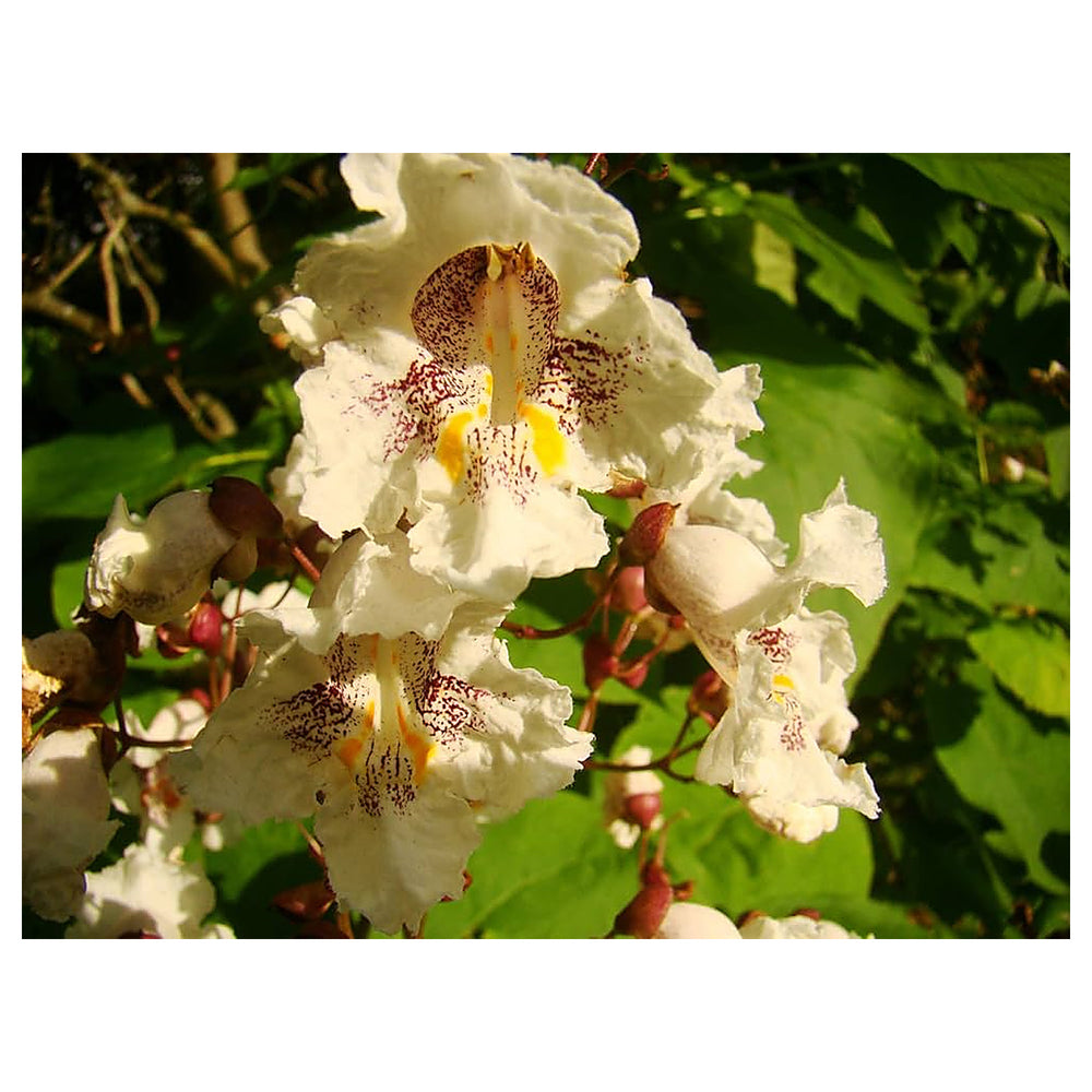 Heirloom Non-GMO Catalpa Flower Seeds for Planting – Ornamental Shade Tree with Fragrant Blooms | Neera Seeds product photo [neera-v4-87898d651a40442d8775]