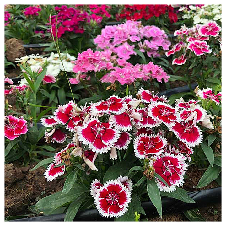 White Pink Dianthus Barbatus Flower Seeds for Planting - 100 pcs | Neera Seeds product photo [neera-v4-879a9b10fb868a6b18cf]