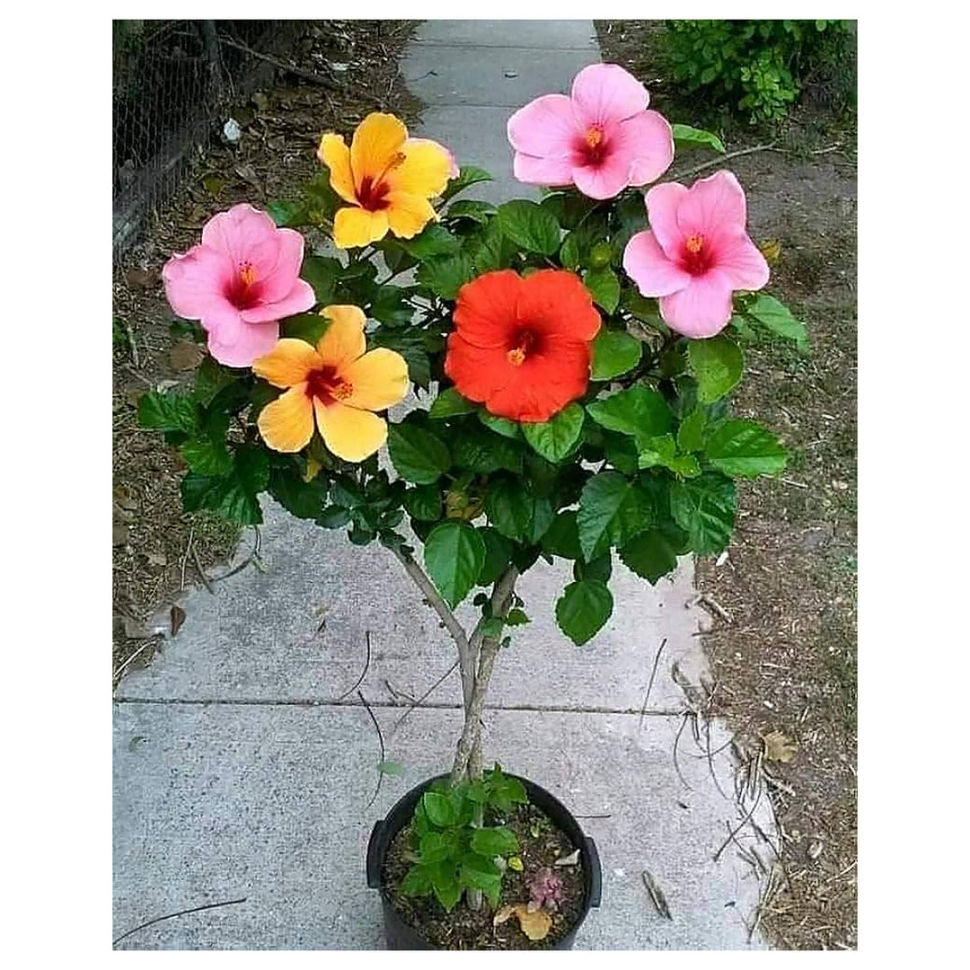 Mixed Rose Mallow Flower Seeds for Planting – Heirloom, Non-GMO, High Germination Organic Garden Seeds for Vibrant  | Neera Seeds product photo [neera-v4-879b2039c6ef20e54056]