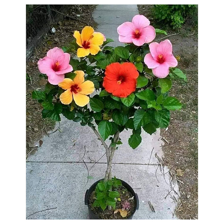 Mixed Rose Mallow Flower Seeds for Planting – Heirloom, Non-GMO, High Germination Organic Garden Seeds for Vibrant  | Neera Seeds product photo [neera-v4-879b2039c6ef20e54056]