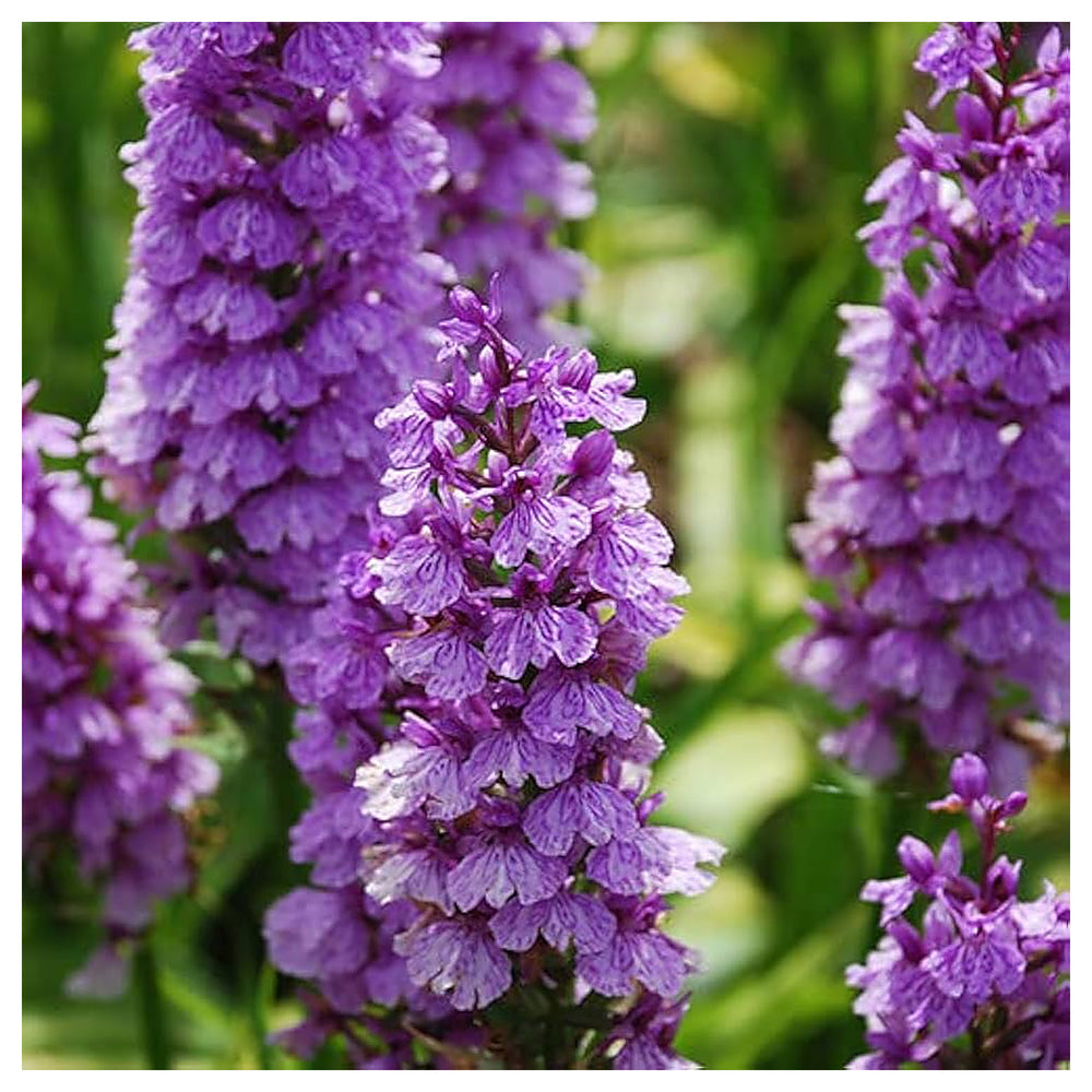 Dactylorhiza Flower Seeds for Planting – Heirloom, Non-GMO, High Germination Organic Garden Seeds | Neera Seeds product photo [neera-v4-879de096f5412306fb67]