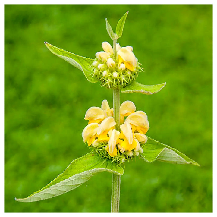 Sage Jerusalem Flower Seeds – Heirloom Non-GMO Aromatic Blooms, Drought-Tolerant Garden Planting | Neera Seeds product photo [neera-v4-87aee5b830dcad36fadc]
