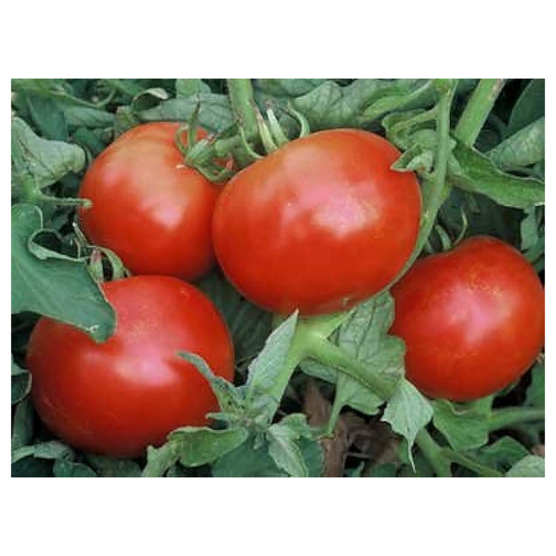 Mountain Pride Tomato Solanum Lycopersicum Vegetable For Planting In Vegetable Patch Flower Seeds | Neera Seeds product photo [neera-v4-87b3ed736ab5e61abe5d]