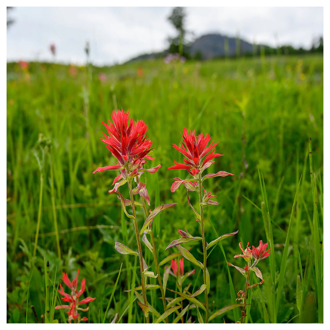Heirloom Non-GMO Castilleja Indivisa Flower Seeds for Planting – Native Wildflower Blooming Seeds, High Germination | Neera Seeds product photo [neera-v4-87b70db1c65b64a9d8c6]
