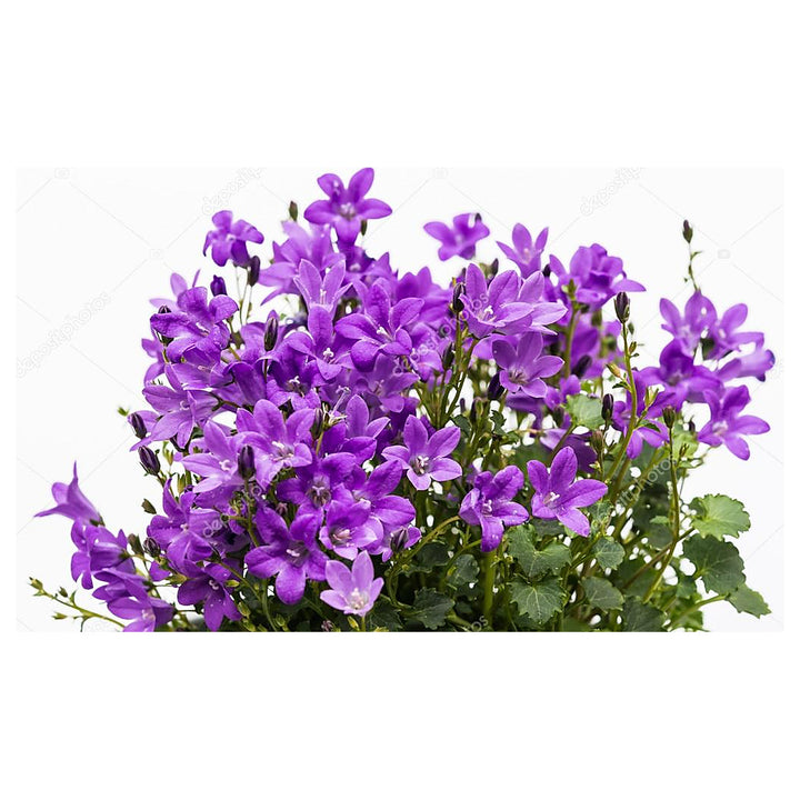 Purpleb Portenschlagiana Flower Seeds for Planting – Heirloom, Non-GMO, High Germination Organic Garden Seeds | Neera Seeds product photo [neera-v4-87b82f3593e80b2bd028]