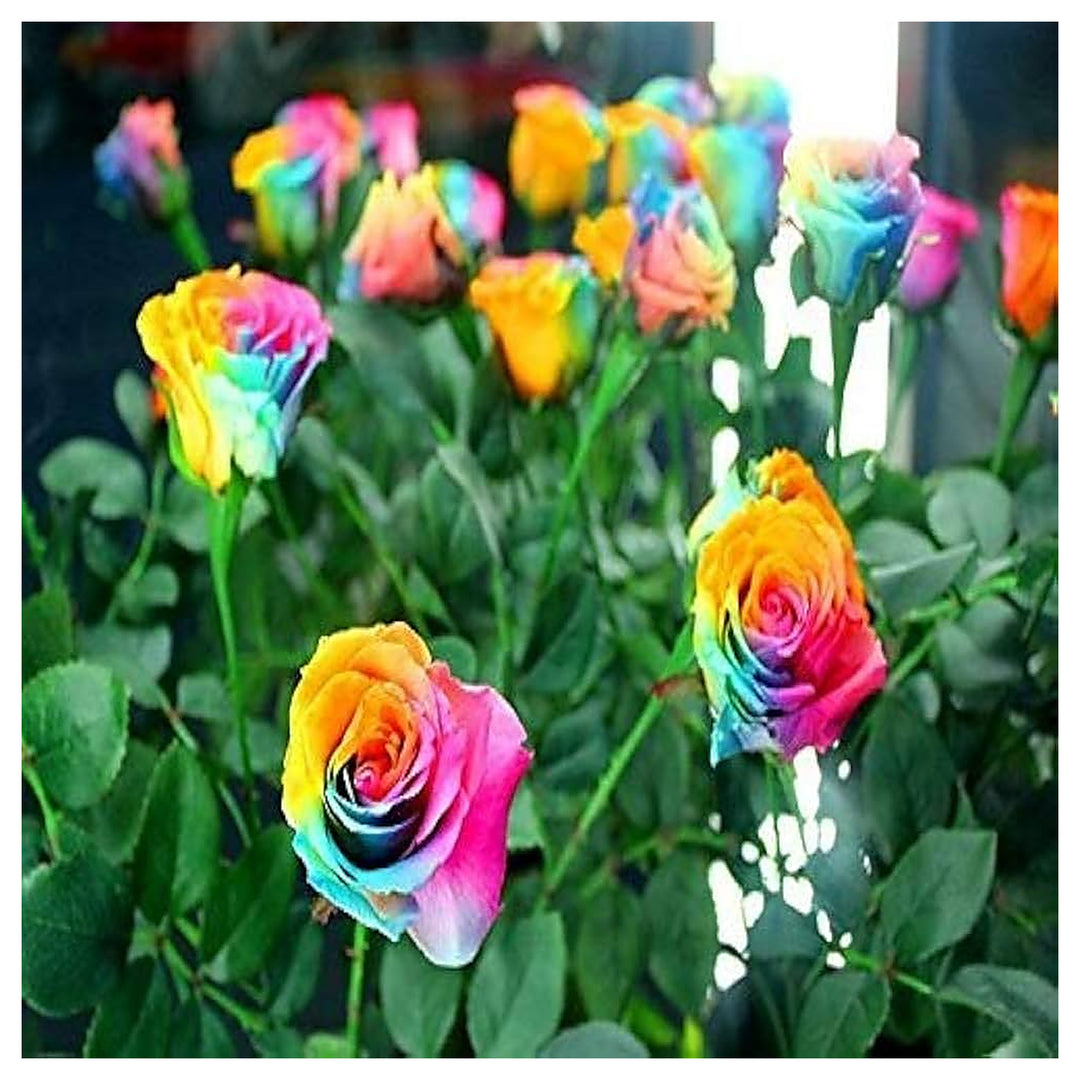 Mixed Colour Rose Tree Flower Seeds for Planting – Heirloom, Non-GMO, High Germination Organic Garden Seeds | Neera Seeds product photo [neera-v4-87cd3ca04ab1e0ae2012]