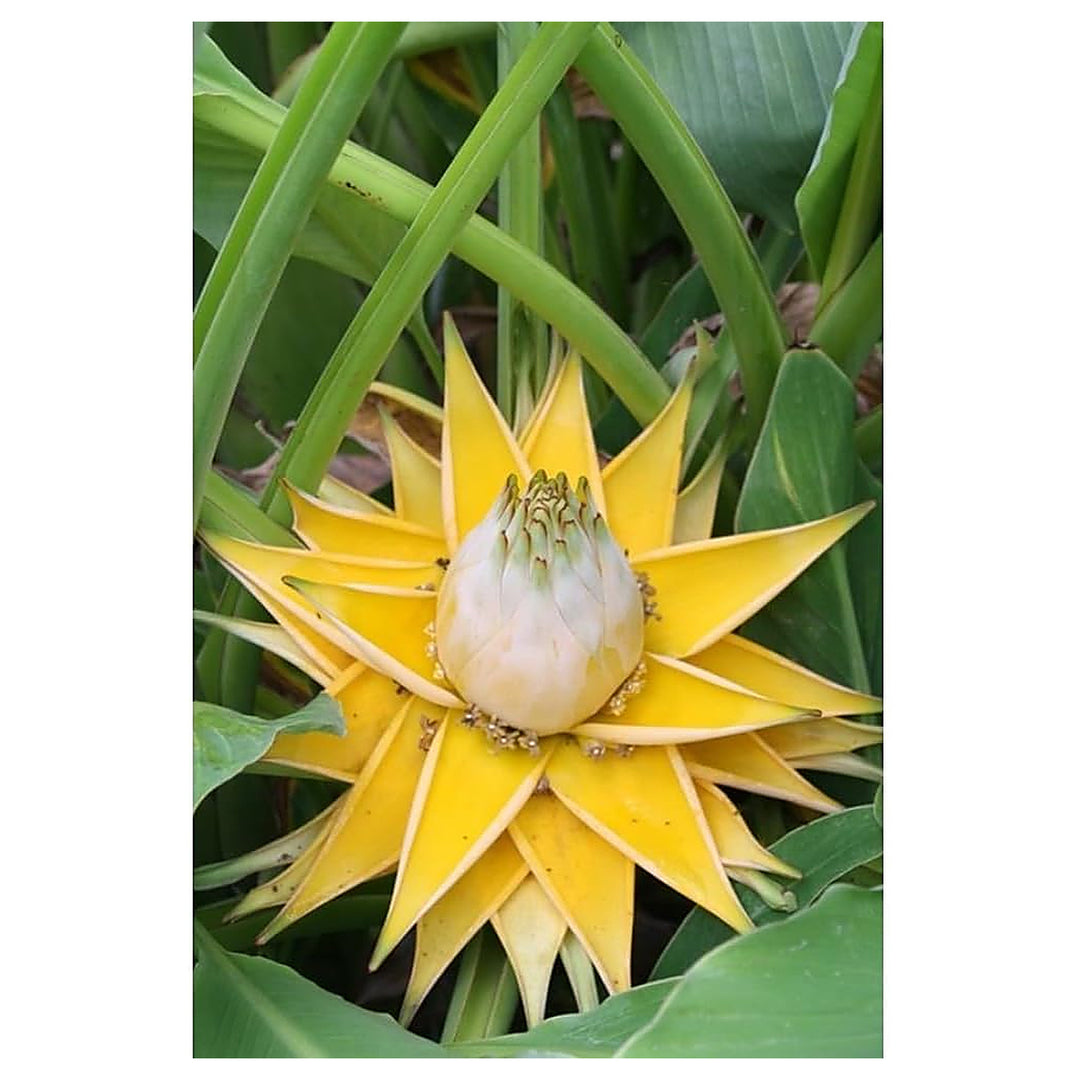 White Musella Lasiocarpa Plant Seeds for Planting – Rare Ornamental Banana Lotus | Neera Seeds product photo [neera-v4-87d201e9df3cf7c4a482]