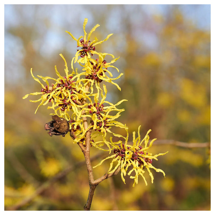Zaubernuss Hamamelis Flower Seeds for Planting – Heirloom, Non-GMO, High Germination Organic Garden Seeds | Neera Seeds product photo [neera-v4-87dddf55940747213a05]