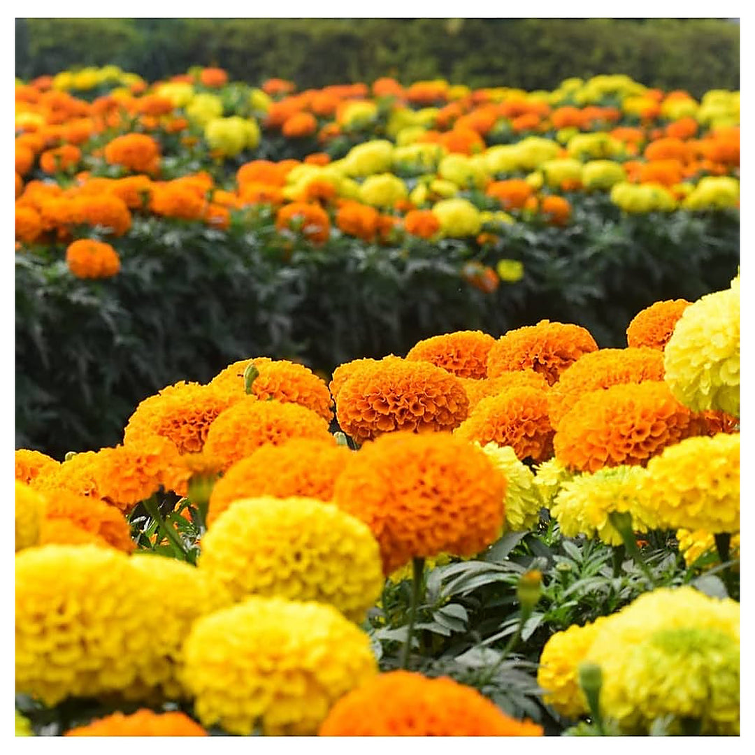 Organic Yellow & Orange Marigold Flower Seeds for Planting – Heirloom Non-GMO High Germination Organic Garden Seeds | Neera Seeds product photo [neera-v4-87fd3d88fc9c3fb6eff8]
