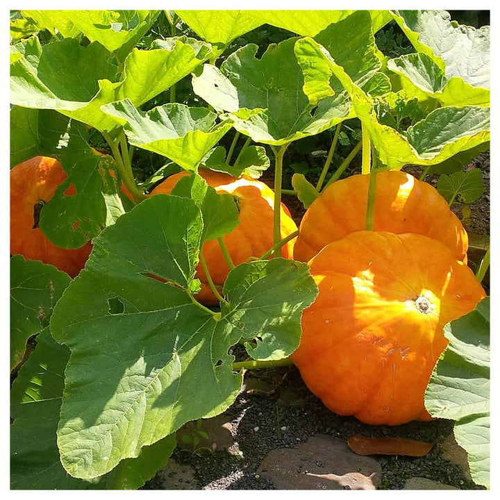 Pumpkin Sugar Pie Seeds – Sweet Heirloom Variety for Baking &amp; Home Gardens | Neera Seeds product photo [neera-v4-8809b32c93e4f312fea6]