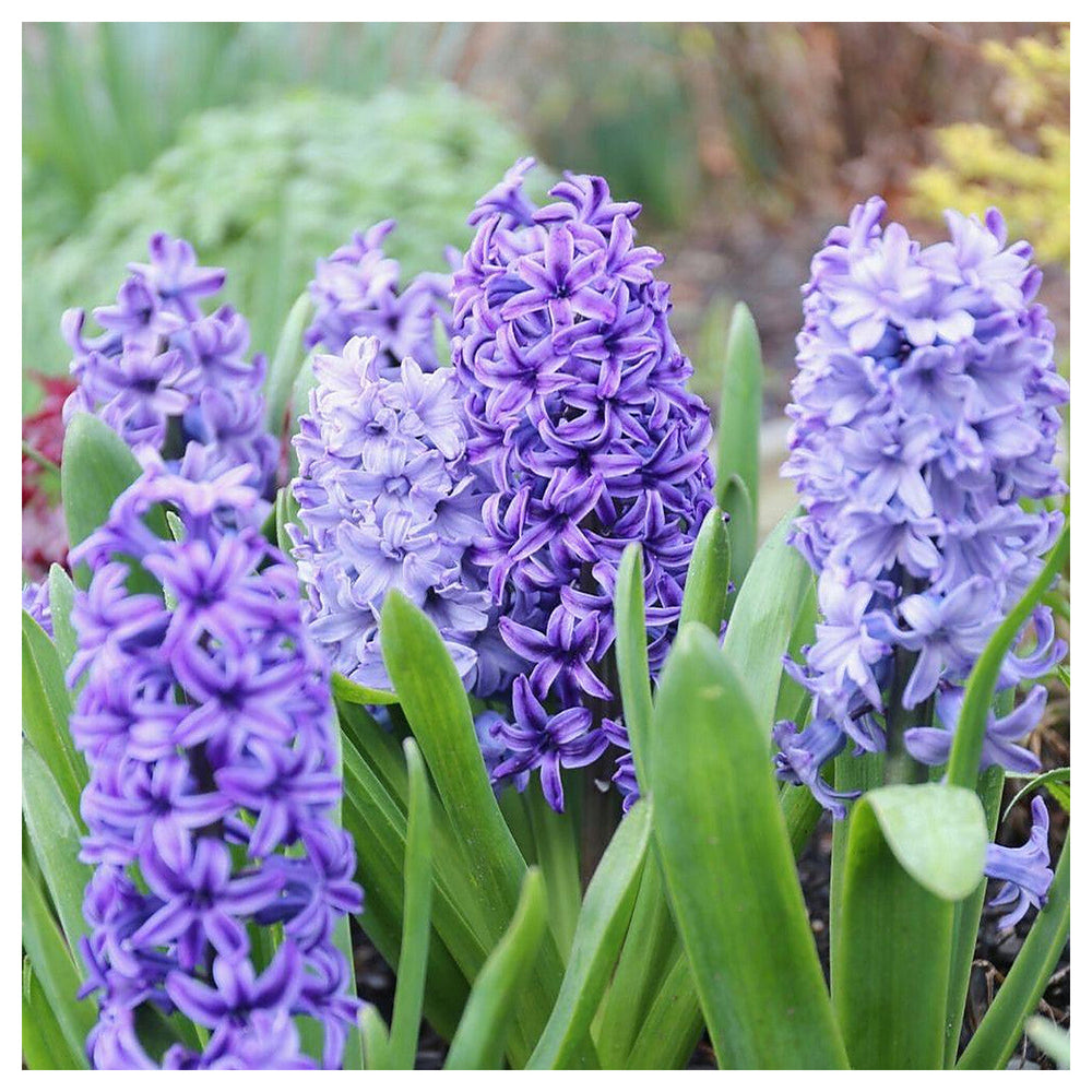 Heirloom Non-GMO Hyacinths Flower Seeds – Fragrant Spring Blooms for Garden Planting | Neera Seeds product photo [neera-v4-880fbc7047f334e09364]