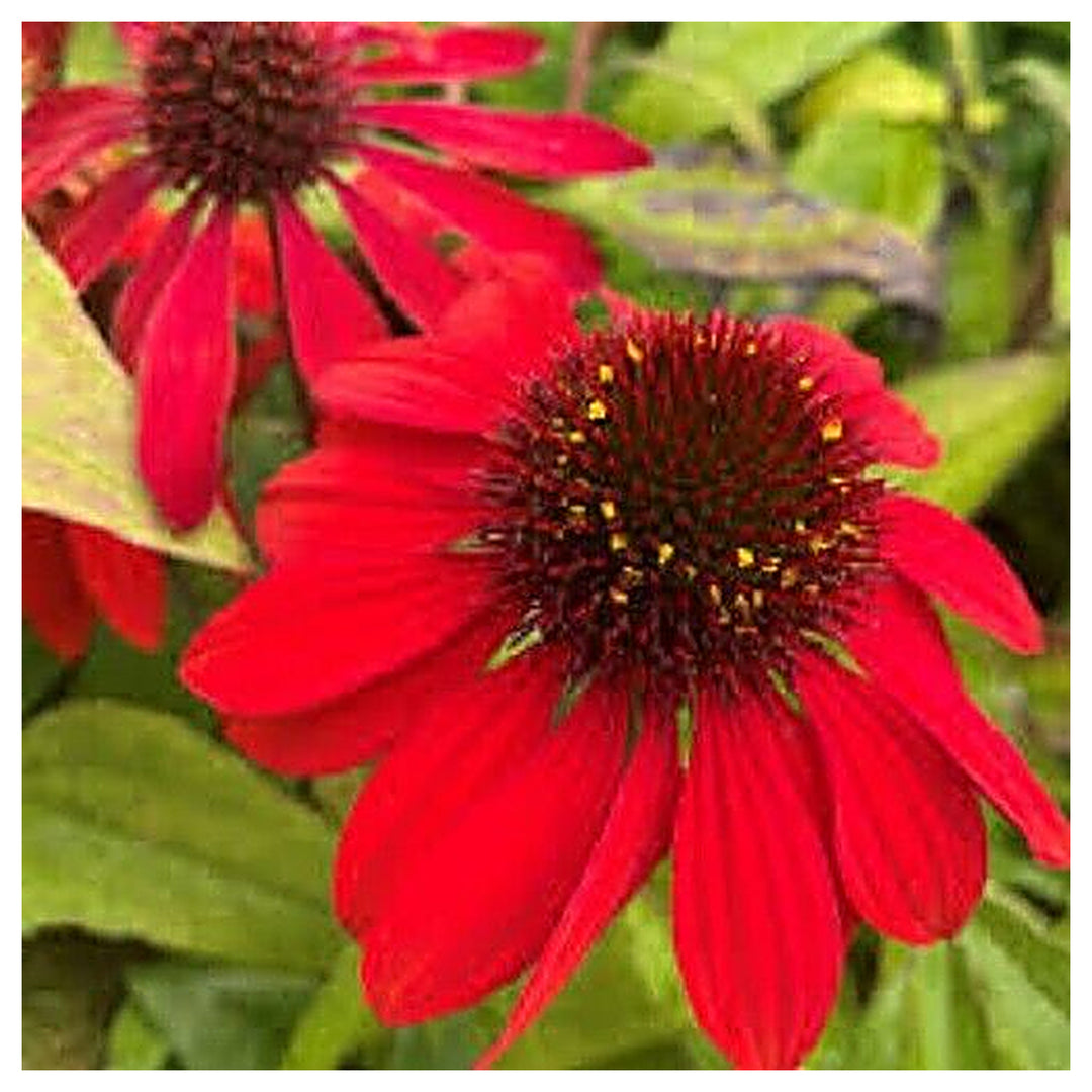 Heirloom Non-GMO Red Coneflower Seeds – Vibrant Pollinator Blooms for Garden Planting | Neera Seeds product photo [neera-v4-884c54c30e4bae92dc49]