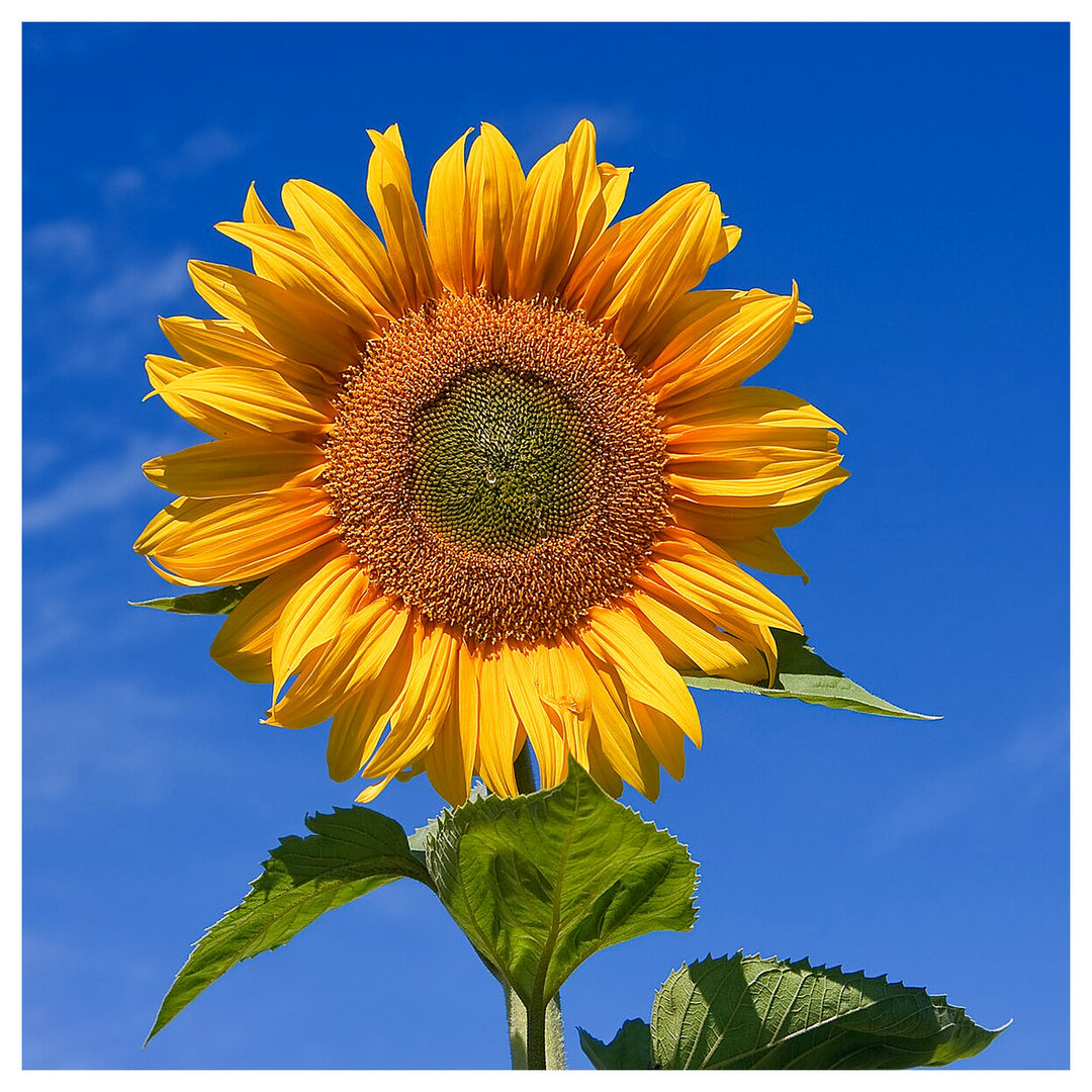 Skyscraper Sunflower Seeds – Heirloom, Non-GMO, High Germination Organic Garden Flower Seeds for Planting | Neera Seeds product photo [neera-v4-884cb886b40080cecece]