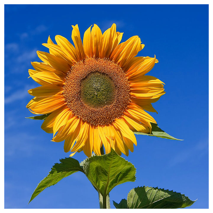 Skyscraper Sunflower Seeds – Heirloom, Non-GMO, High Germination Organic Garden Flower Seeds for Planting | Neera Seeds product photo [neera-v4-884cb886b40080cecece]