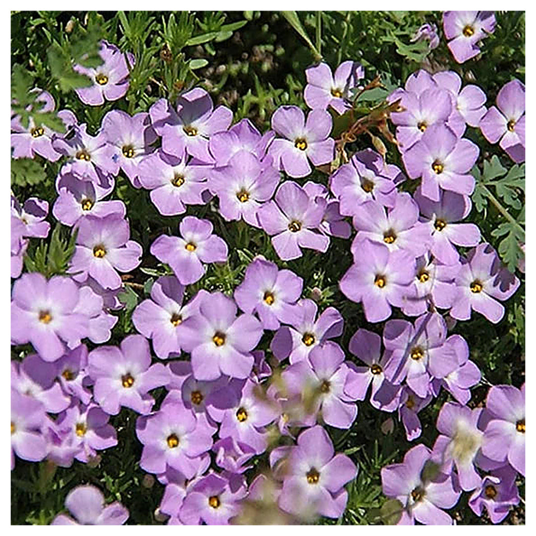 Lavender Linanthus Flower Seeds for Planting – Heirloom, Non-GMO Seeds for Fragrant Garden Blooms | Neera Seeds product photo [neera-v4-884cdd3afdb19c3c2d09]