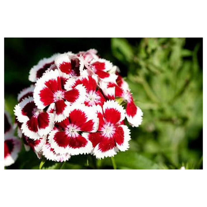 Dianthus Red White Flower Seeds – Heirloom, Non-GMO Seeds for Planting Colorful Garden Blooms | Neera Seeds product photo [neera-v4-886d7c7087a837bc0575]