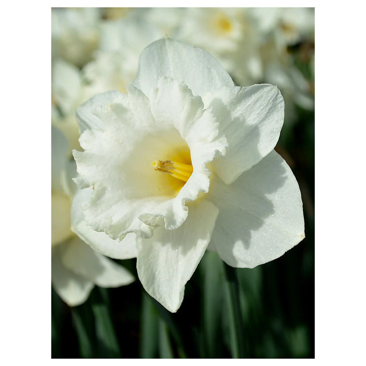 White Daffodil Flower Seeds for Planting – 100 Pcs, Heirloom, Non-GMO, High Germination Organic Garden Seeds | Neera Seeds product photo [neera-v4-888e393cd497fefb062b]