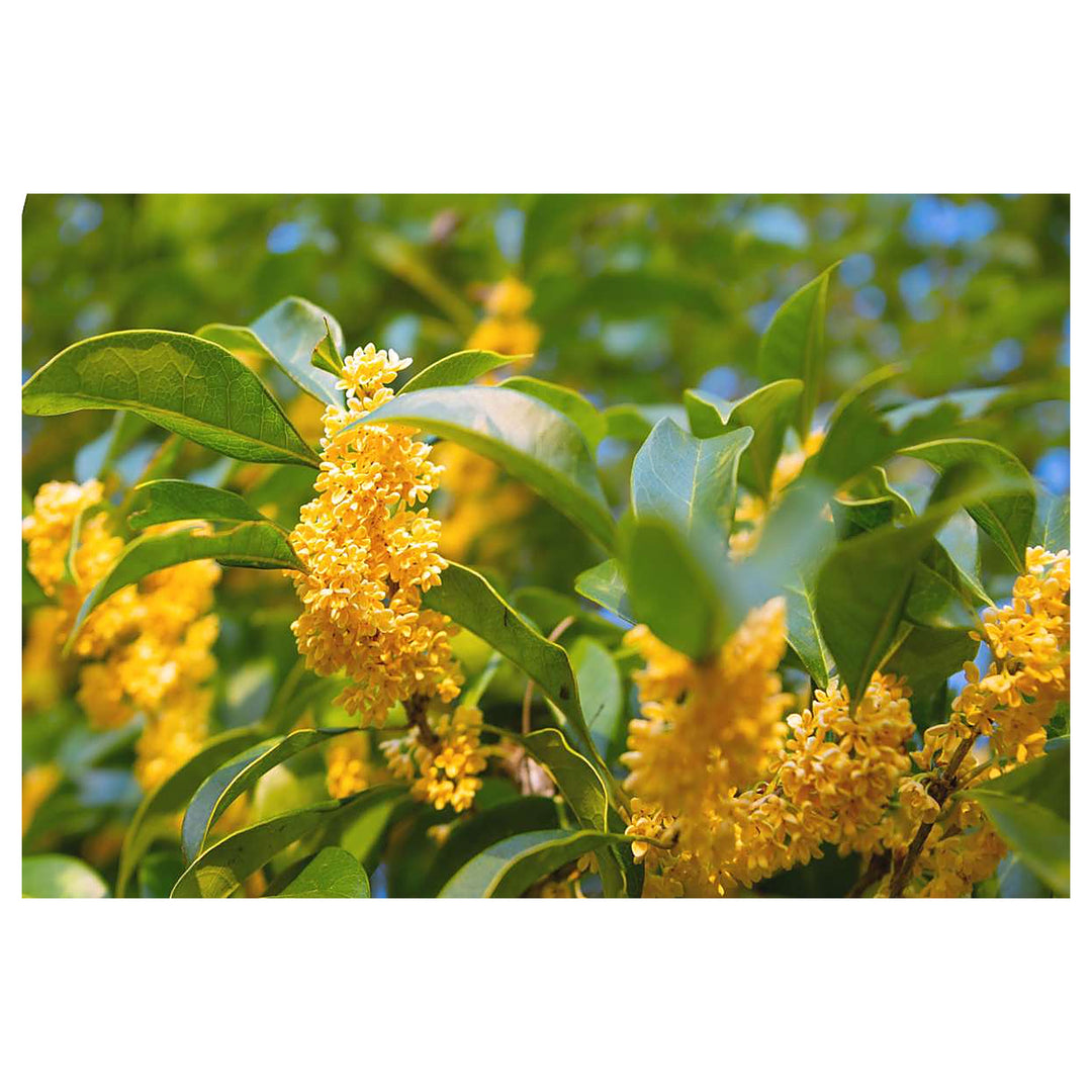 Heirloom Non-GMO Osmanthus Plant Seeds for Planting – Fragrant Evergreen Shrub for Ornamental Gardens | Neera Seeds product photo [neera-v4-88905f88e51cac056f89]