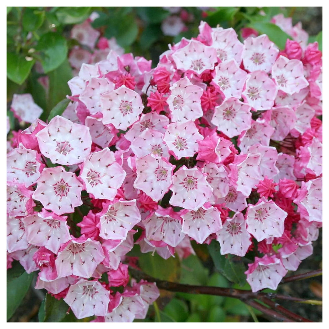 Heirloom Non-GMO Laurel Bush Flower Seeds for Lush Evergreen Garden Planting | Neera Seeds product photo [neera-v4-889a26f507f93776144b]
