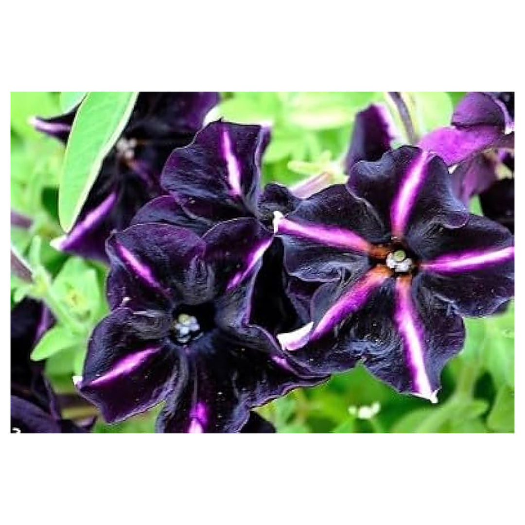Black Purple Petunia Flower Seeds for Planting – Heirloom, Non-GMO, High Germination Organic Garden Seeds | Neera Seeds product photo [neera-v4-88ad3ee1419e1c378438]