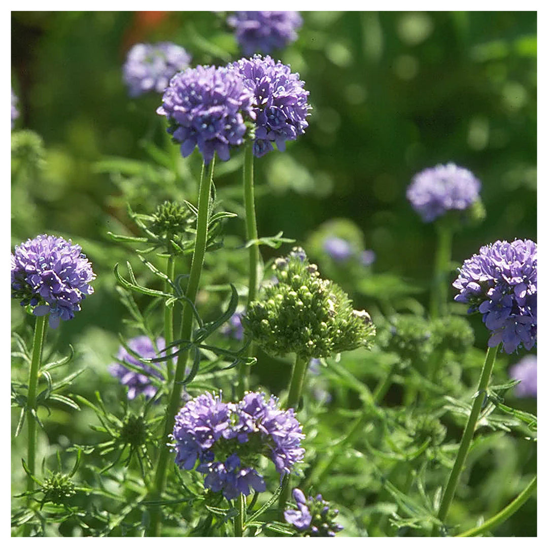 Heirloom Non-GMO Gilia Capitata Flower Seeds for Garden Planting – Blue Wildflower for Pollinators | Neera Seeds product photo [neera-v4-88b07eca94b0b1fb1953]