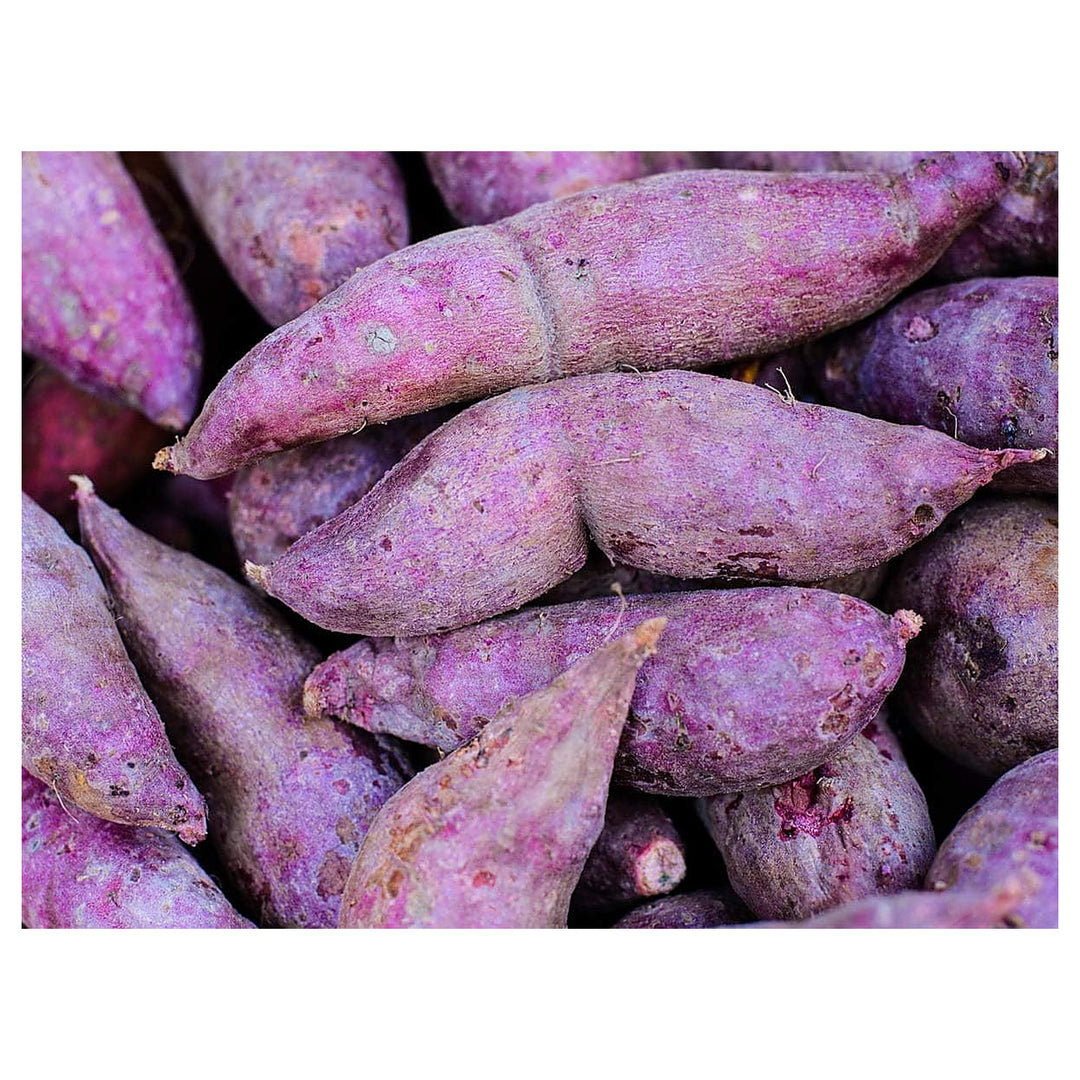 Molokai Purple Sweet Potato Seeds for Planting - Heirloom, Non-GMO, Organic Garden Seeds, High Germination | Neera Seeds product photo [neera-v4-88b69e5eab6740ebc249]