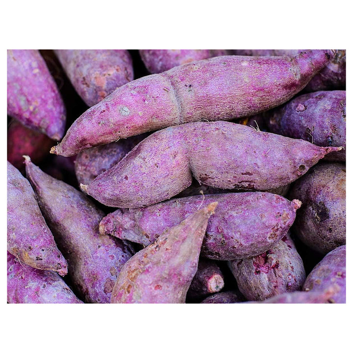 Molokai Purple Sweet Potato Seeds for Planting - Heirloom, Non-GMO, Organic Garden Seeds, High Germination | Neera Seeds product photo [neera-v4-88b69e5eab6740ebc249]