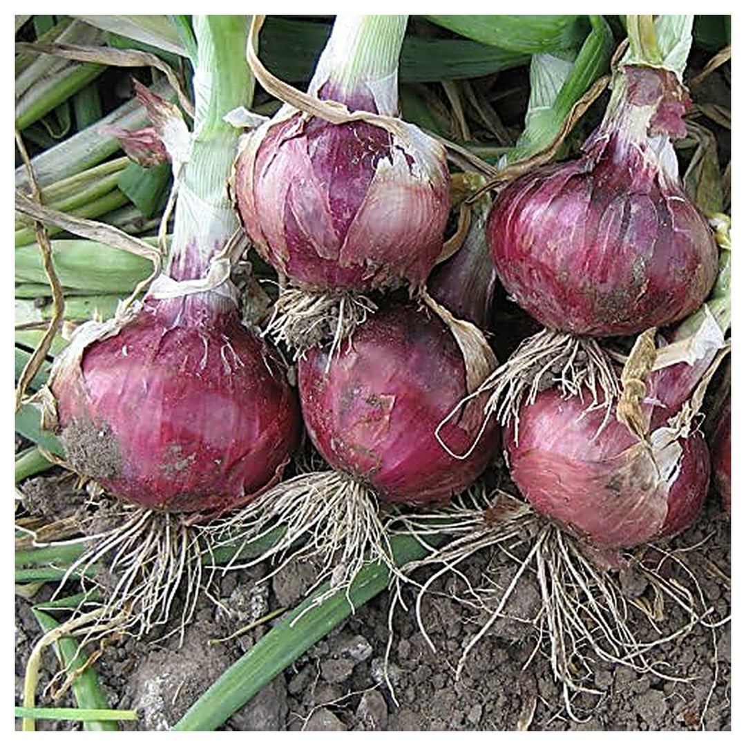 Onion Red Creole Seeds – Heirloom, Fast-Growing, High-Yielding Red Onion Variety | Neera Seeds product photo [neera-v4-88b785af3535e1bd4c2e]