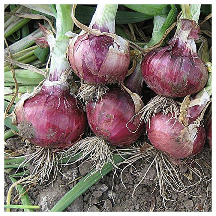 Onion Red Creole Seeds – Heirloom, Fast-Growing, High-Yielding Red Onion Variety | Neera Seeds product photo [neera-v4-88b785af3535e1bd4c2e]