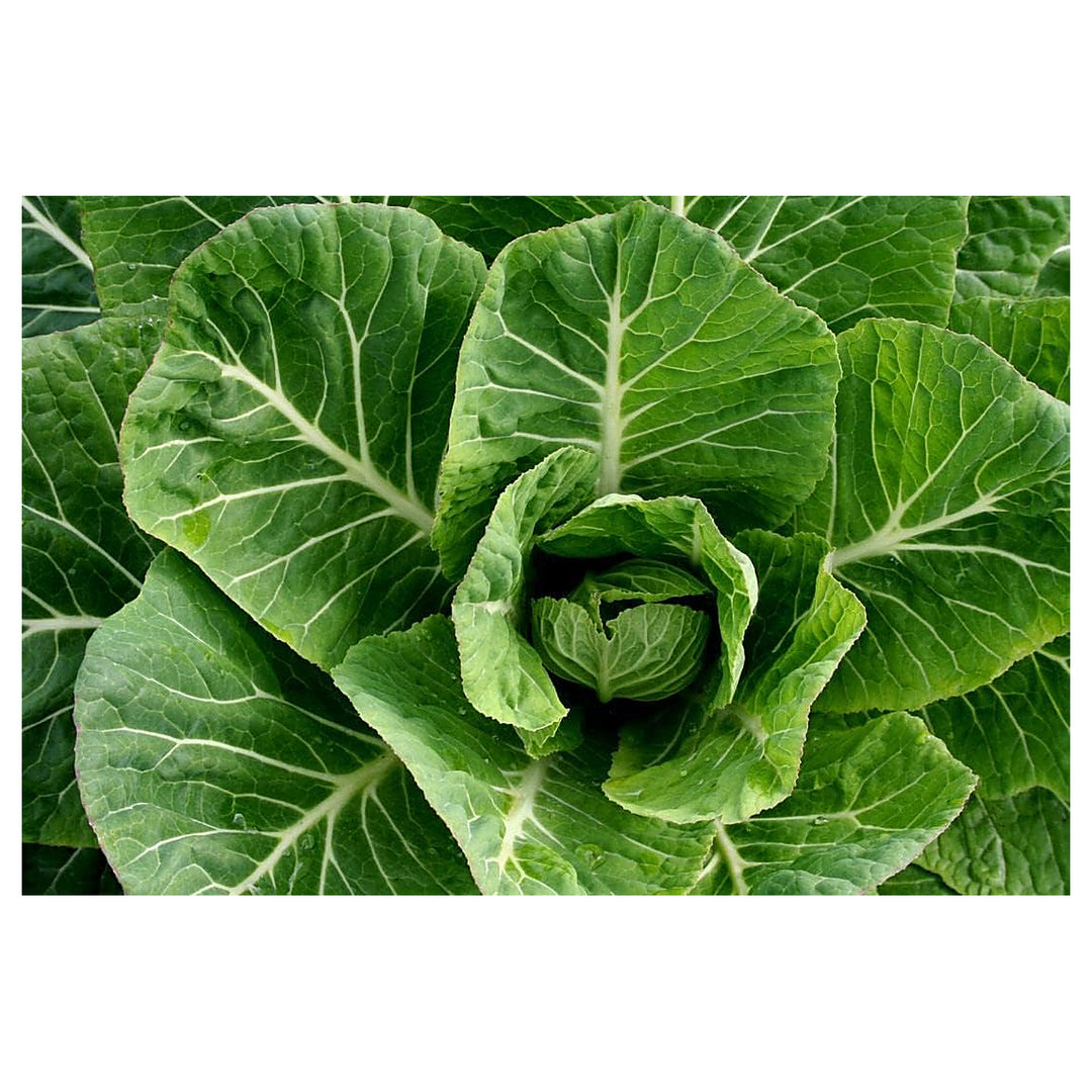 Collard Plant Seeds for Planting – Heirloom Non-GMO Vegetable Seeds for Organic Garden | Neera Seeds product photo [neera-v4-88f3ea050a4106d9c8e8]
