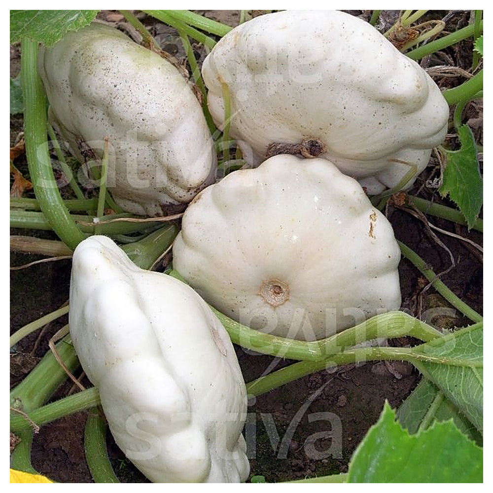 Squash Patisson White Vegetable Seeds for Planting - Heirloom Non-GMO Organic Garden Seeds High Germination | Neera Seeds product photo [neera-v4-88fa492686f08e1e4737]
