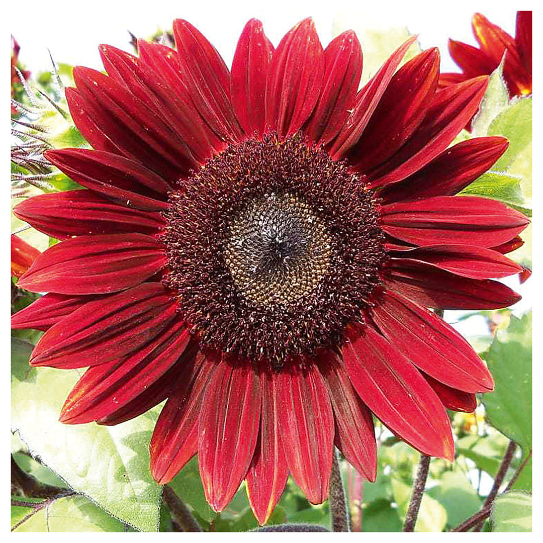 Heirloom Non-GMO Sunflower Plant Seeds for Planting – Bright, Tall Garden Blooms for Pollinators | Neera Seeds product photo [neera-v4-89032ccda7fc3a9f9b31]