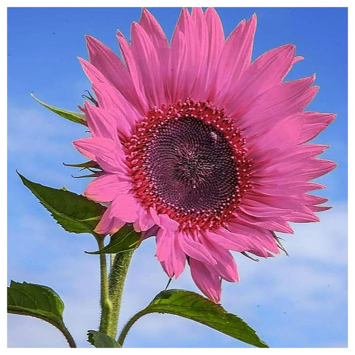Pink Sunflower Perennial Heirloom Non-GMO Seeds for Planting – Organic Garden Seeds, High Germination | Neera Seeds product photo [neera-v4-890603f35ce6aedd56f5]