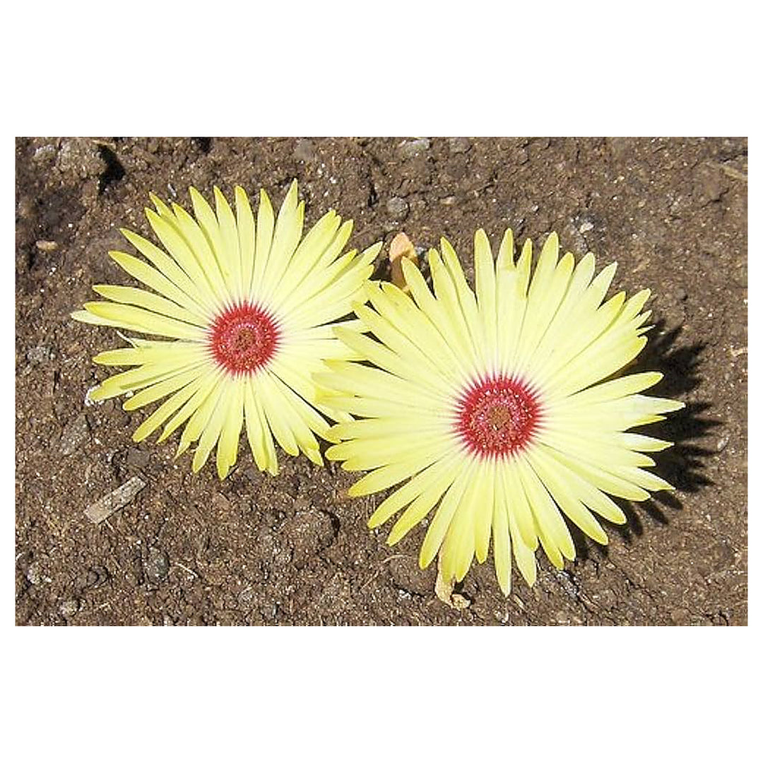 Yellow Burf Flower Home Garden Plants Flower Seeds Home Garden Planting, Fragrant Organic | Neera Seeds product photo [neera-v4-891741d67d36ed5e7a9e]