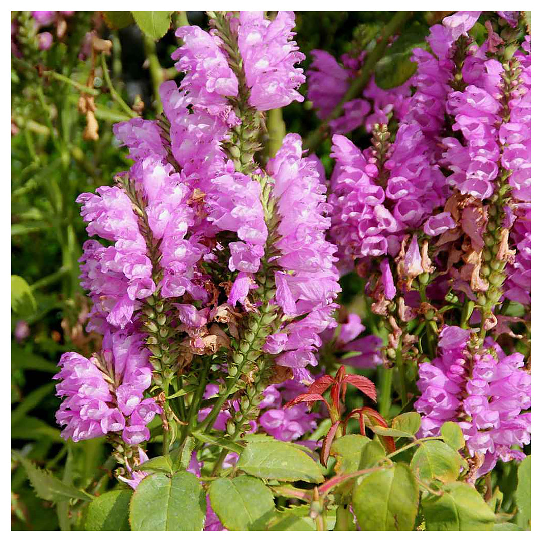 Pink Physostegia Flower Seeds for Planting – Heirloom Non-GMO, High Germination Organic Garden Seeds for Vibrant Bl | Neera Seeds product photo [neera-v4-891a6f0ab3fd29dc40b1]