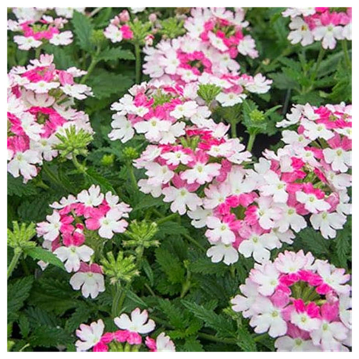 Pink &amp; White Verbena Heirloom Non-GMO Seeds for Planting – High Germination Organic Garden Flower Seeds | Neera Seeds product photo [neera-v4-89286258f3c9163bf412]
