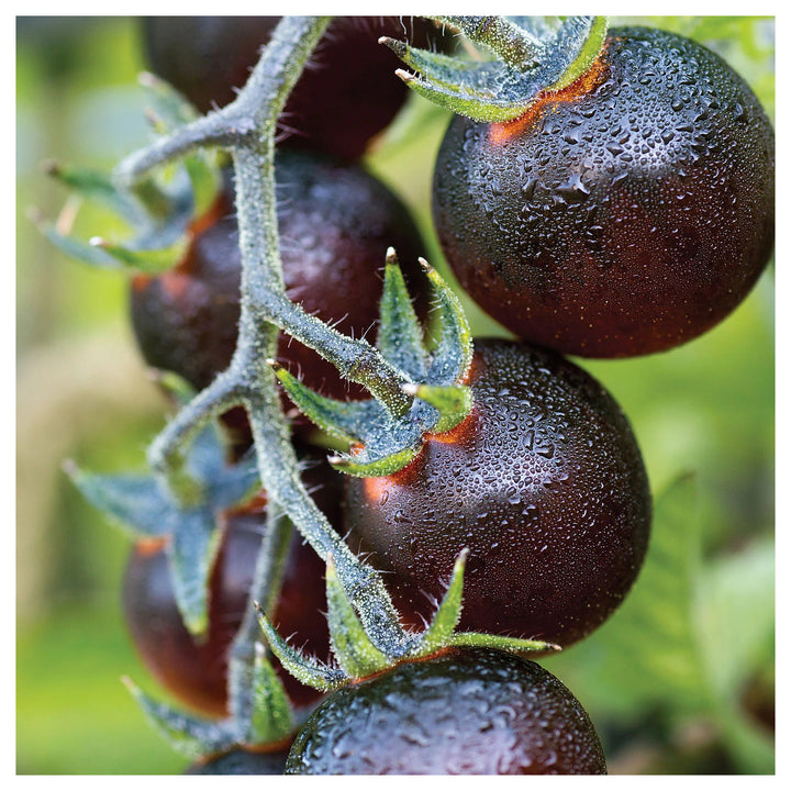 Blueberries Tomato Vegetable Seeds for Planting – Heirloom, Non-GMO, High Germination | Neera Seeds product photo [neera-v4-892a214002cb2a9d980d]