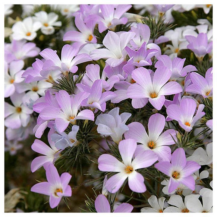 Lavender Linanthus Flower Seeds for Planting – Heirloom, Non-GMO Seeds for Fragrant Garden Blooms | Neera Seeds product photo [neera-v4-893136049d0b93ebf493]